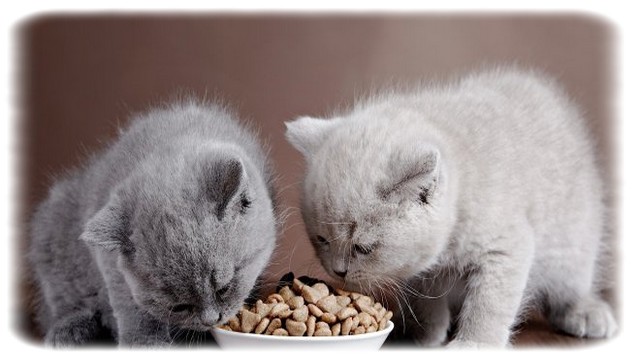 Kedilerde Beslenme Nasıl Olmalıdır?