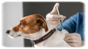 köpek aşı takvimi