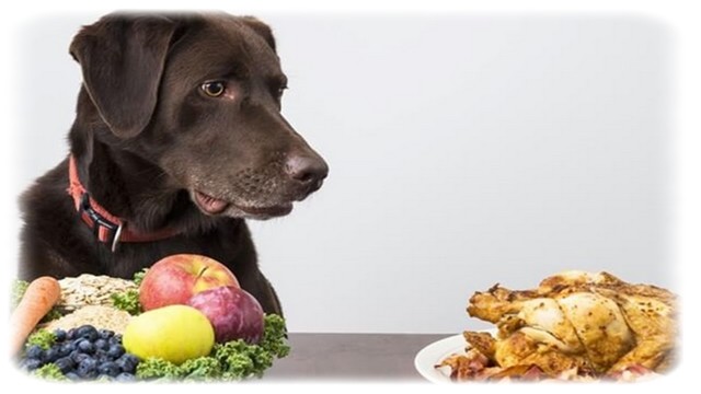 Köpeklerde Beslenme Nasıl Olmalıdır?