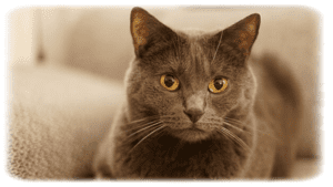 Chartreux Kedi Cinsi