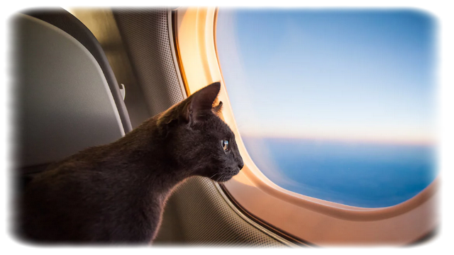 Hayvanlarla Uçak Yolculuğu