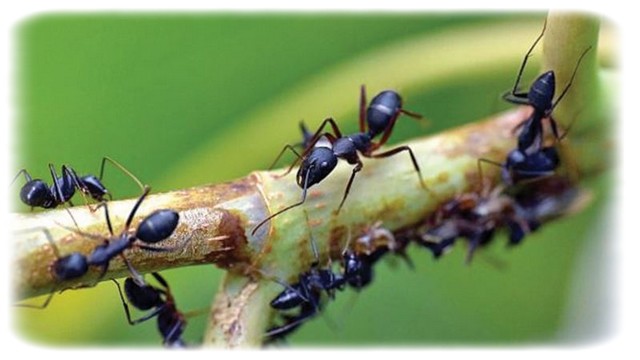 Karıncalar