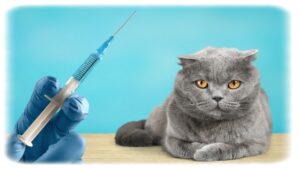Kedi Aşı Takvimi