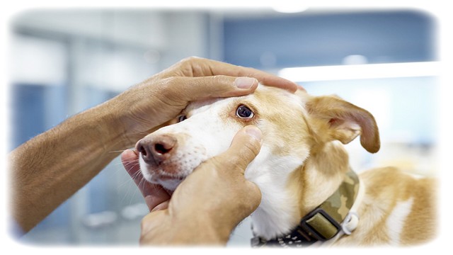 Köpeklerde Sık Görülen Hastalıklar