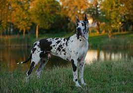 Great Dane köpeği