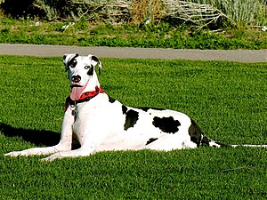 Great Dane köpeği